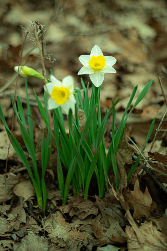 Prospect Park  |  Troy, NY - Apr 2026